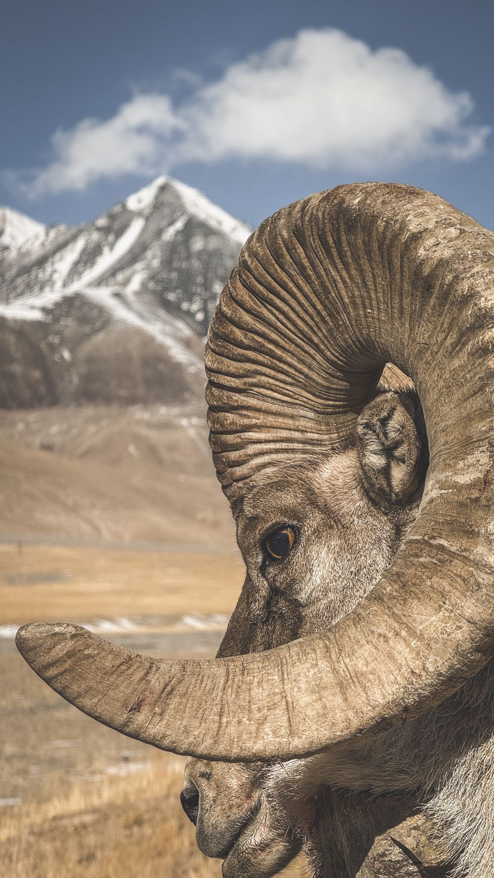 Marco Polo Sheep